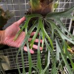 リベンジピグマエウムに胞子がつきました。