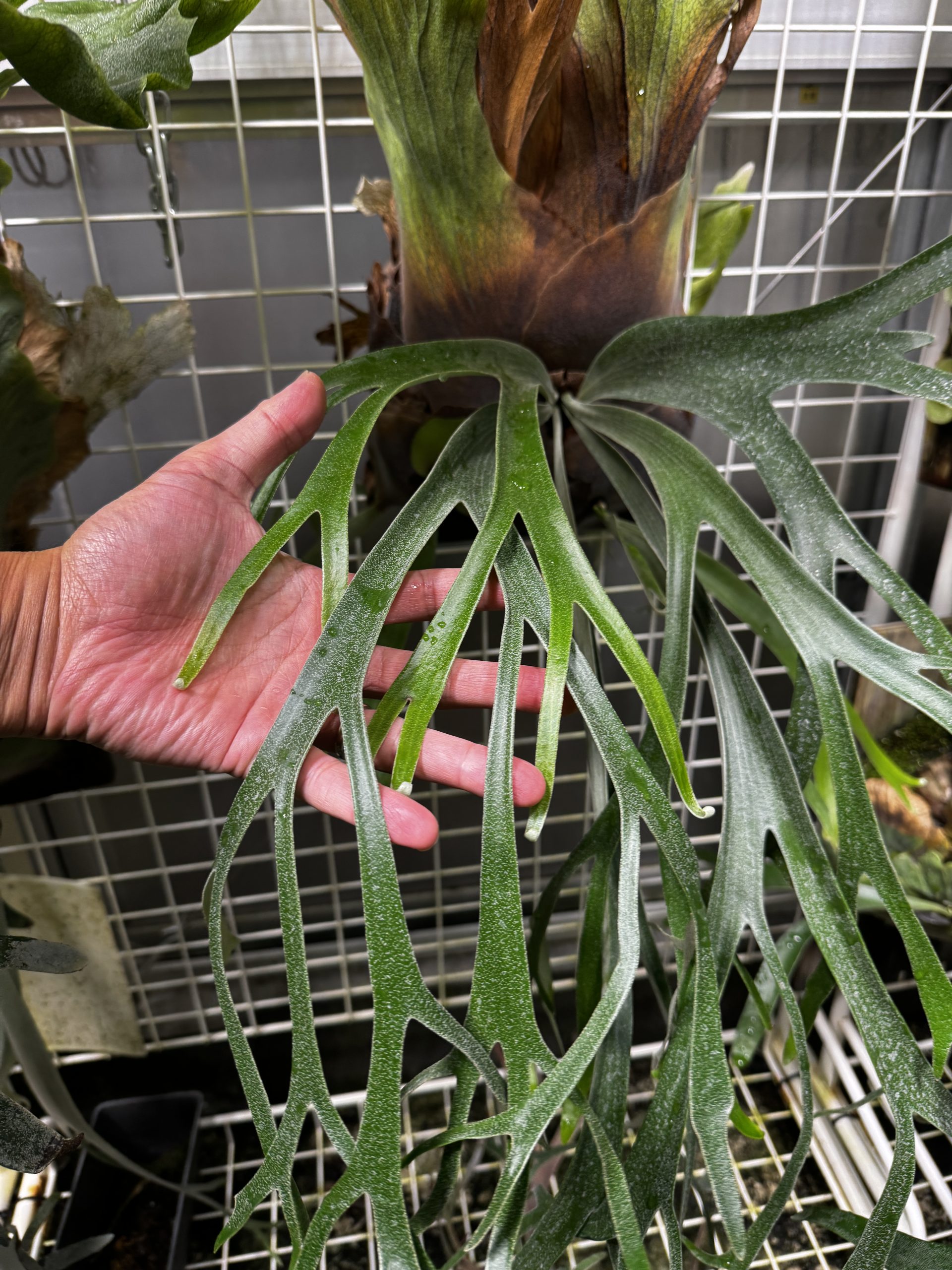 リベンジピグマエウムに胞子がつきました。