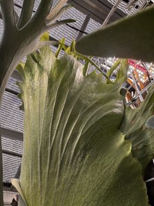 貯水がのびるのびーるのコツ。