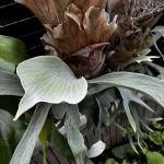 2024屋外越冬、2025屋外真夏、の面構え。