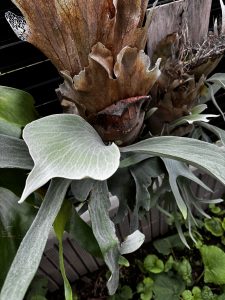 2024屋外越冬、2025屋外真夏、の面構え。