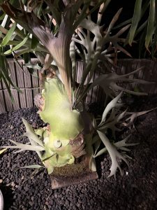 やばい剥がれた。