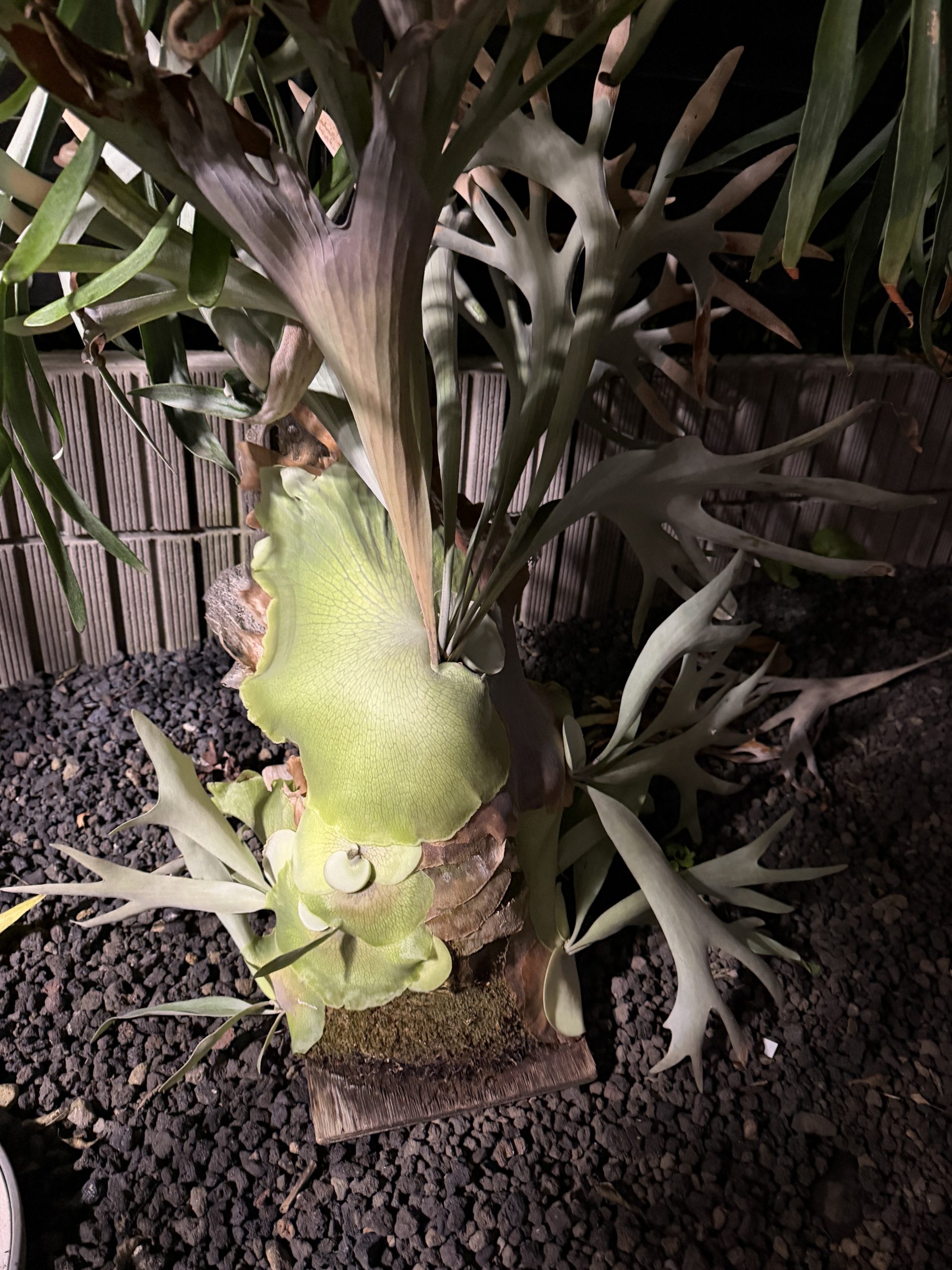 やばい剥がれた。