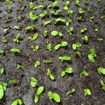 【イエロームーン胞子培養】1,000苗植え込み完了。