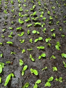 【イエロームーン胞子培養】1,000苗植え込み完了。