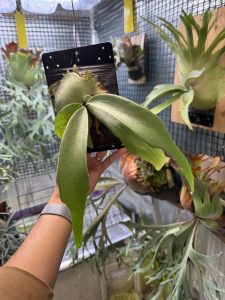 変異を探す旅...9