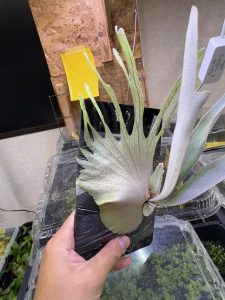 子株だって良く尖る。ARs