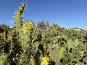 【秘境探索】茨城県のウチワサボテン群生地に行ってきた...!