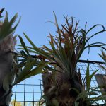 ライディーンがほぼベイチー。