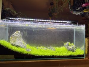 無濾過で維持したいが...