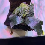 あのマダガスカリエンセの現在。