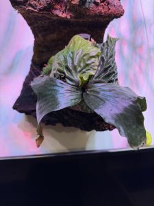 あのマダガスカリエンセの現在。