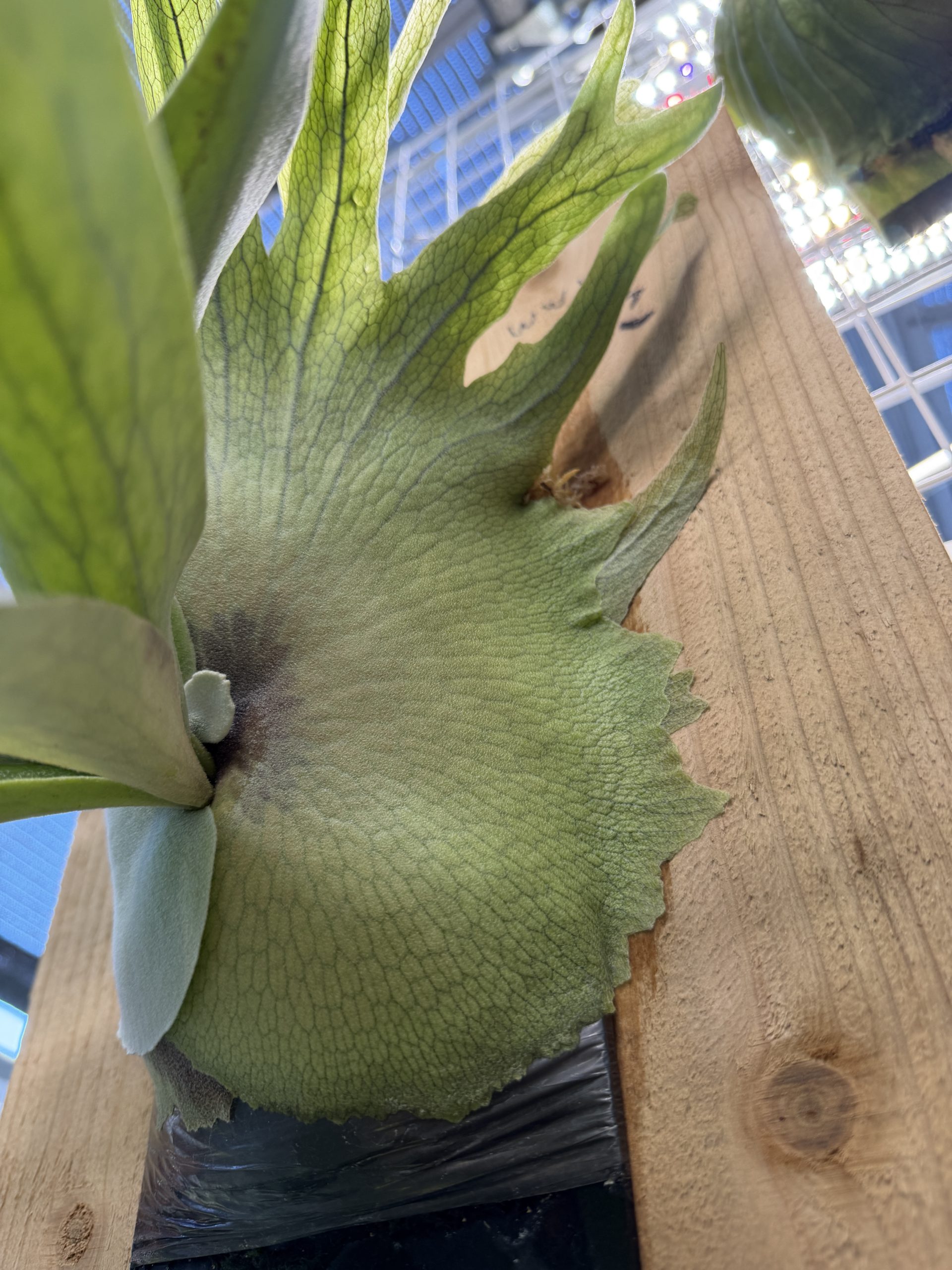 うに。が見たい。３