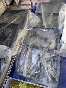 ビニール袋で胞子培養が捗る。