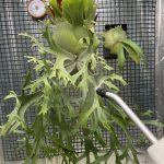 オニイカの貯水葉。