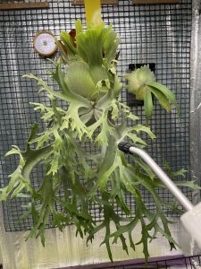 オニイカの貯水葉。