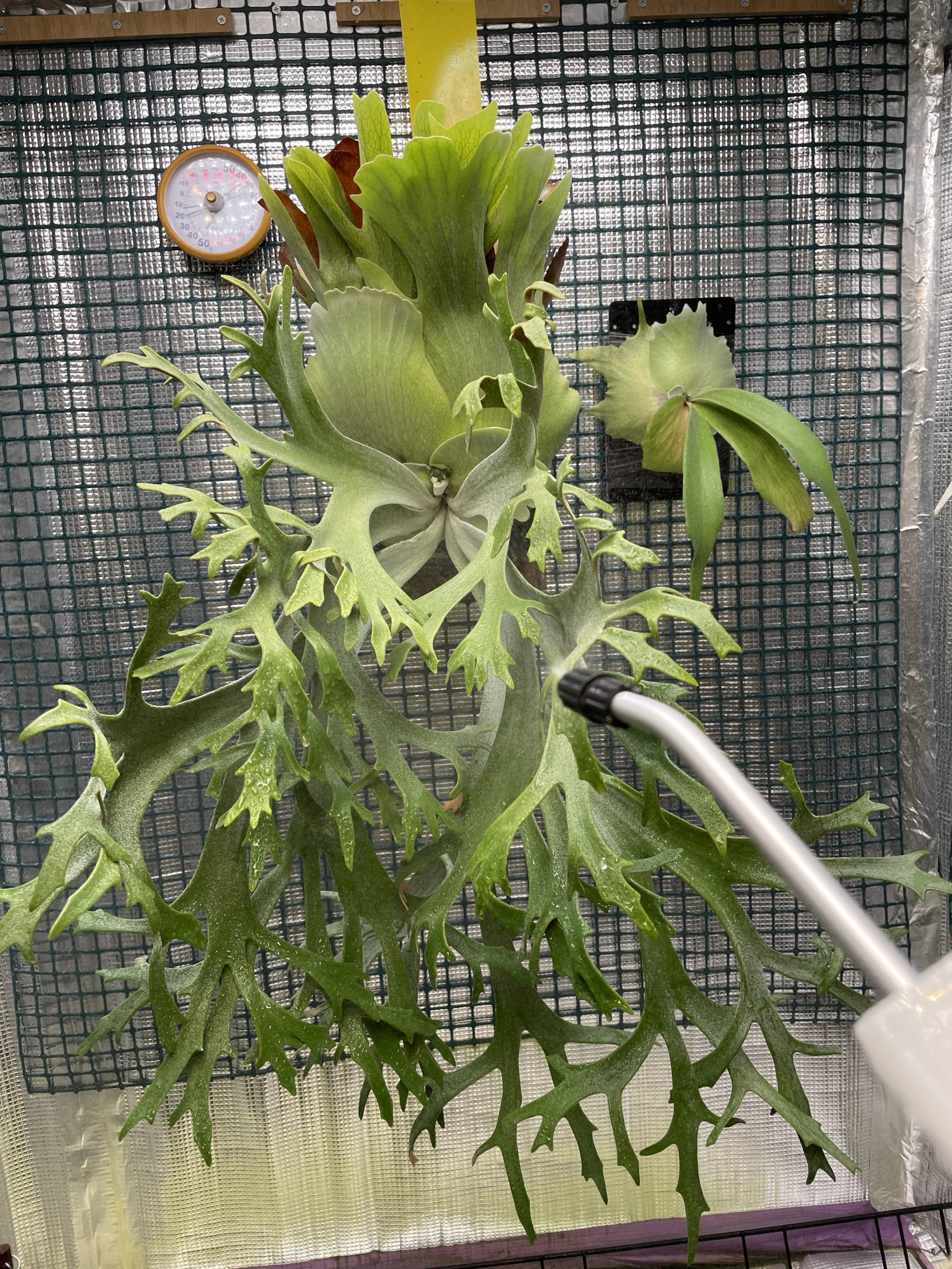 オニイカの貯水葉。