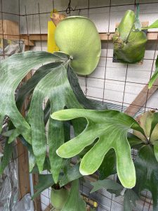 大きいという選抜の難しさ。