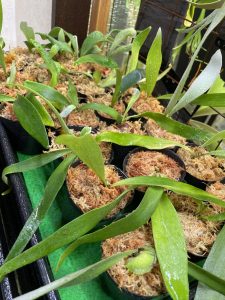 wwvwの最終グループ。