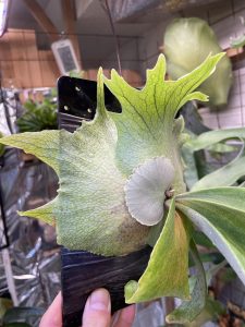 強めなうに。２