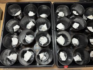 久しぶりの鉢植え。