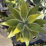 アガベ・アテナータの屋外越冬...