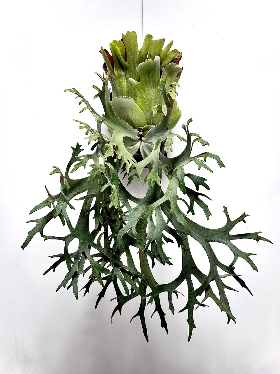 あけおめ！ビカクシダ品評会ありがとうございました。