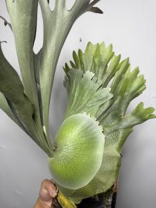 HVW top select。２