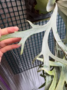 「ジャベる」胞子葉とは。