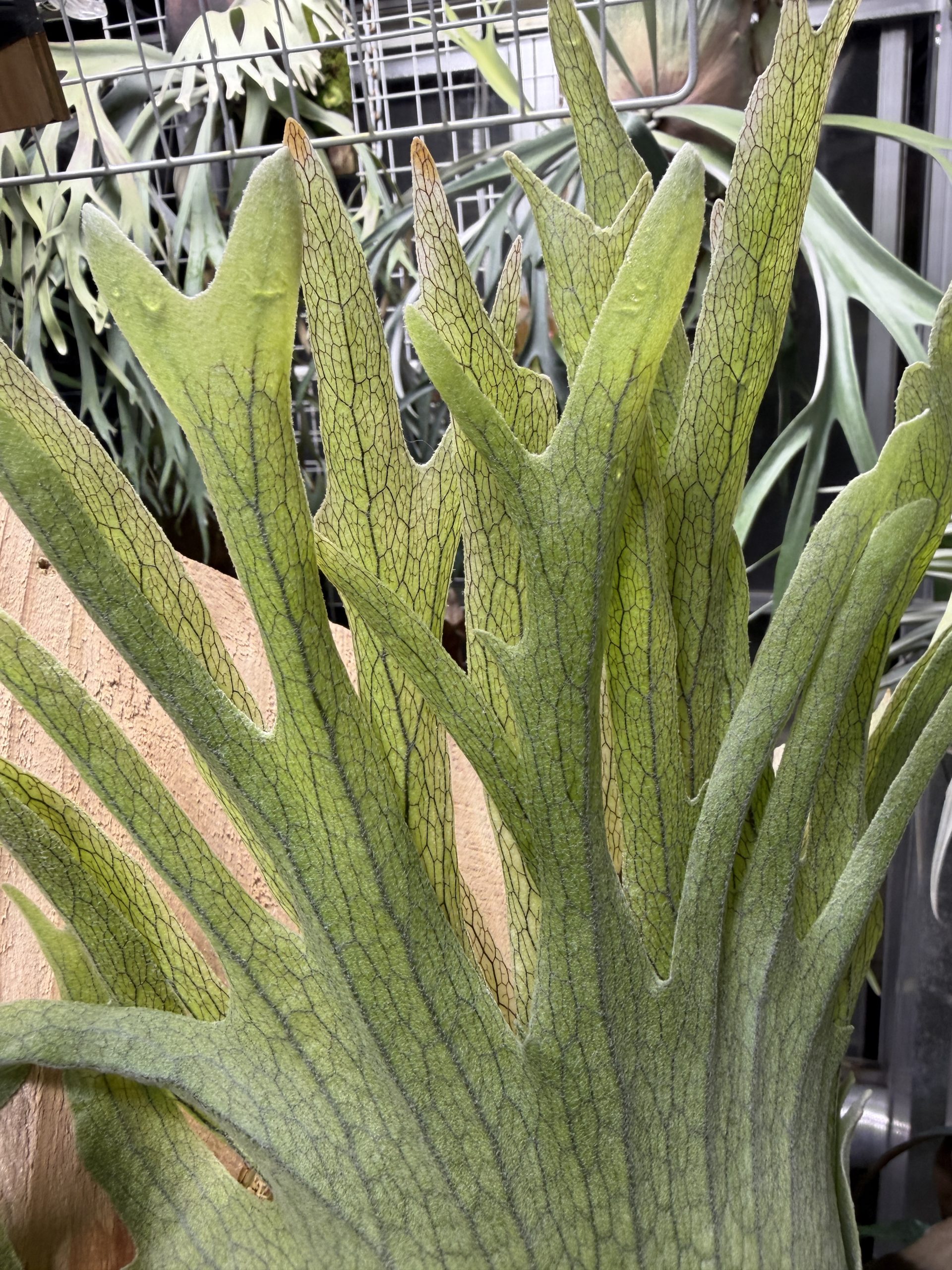 うに。が見たい。４