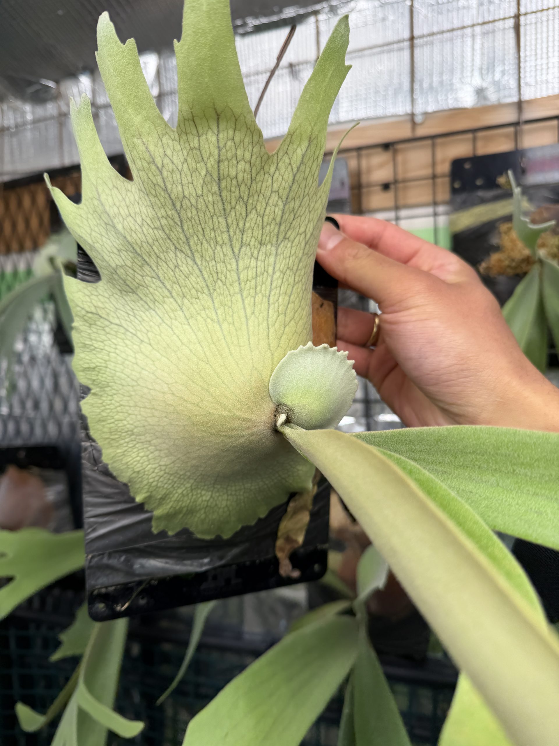 【2月22日】「Uni3」【丸ﾋﾞ会】