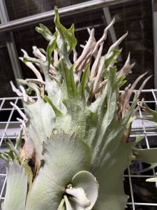 リザマ君がエグイ。４