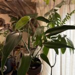 モンステラ・パールマルクスフレームを買った。