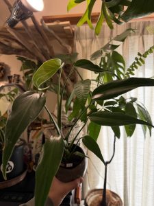 モンステラ・パールマルクスフレームを買った。