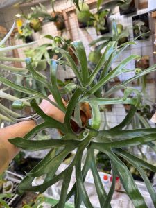 【セレクト】丸ﾋﾞ会に向けて。