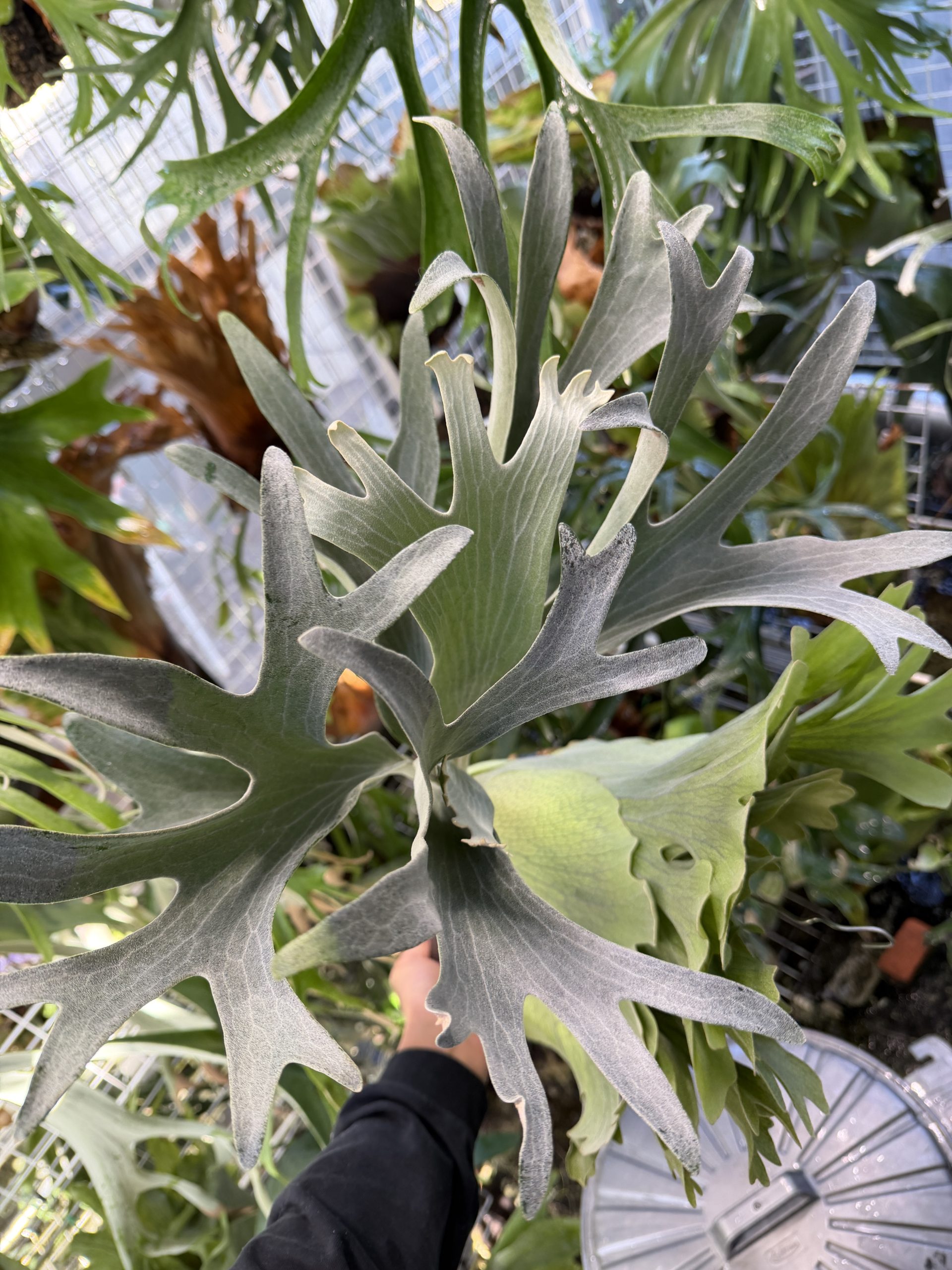 【HVW】丸ビ会に向けて。