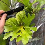 リドレイを蒔き続ける。