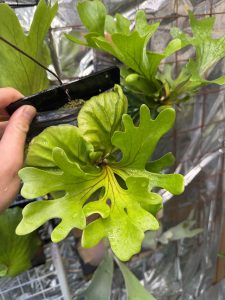 リドレイを蒔き続ける。