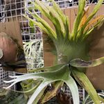 うに。が見たい。５