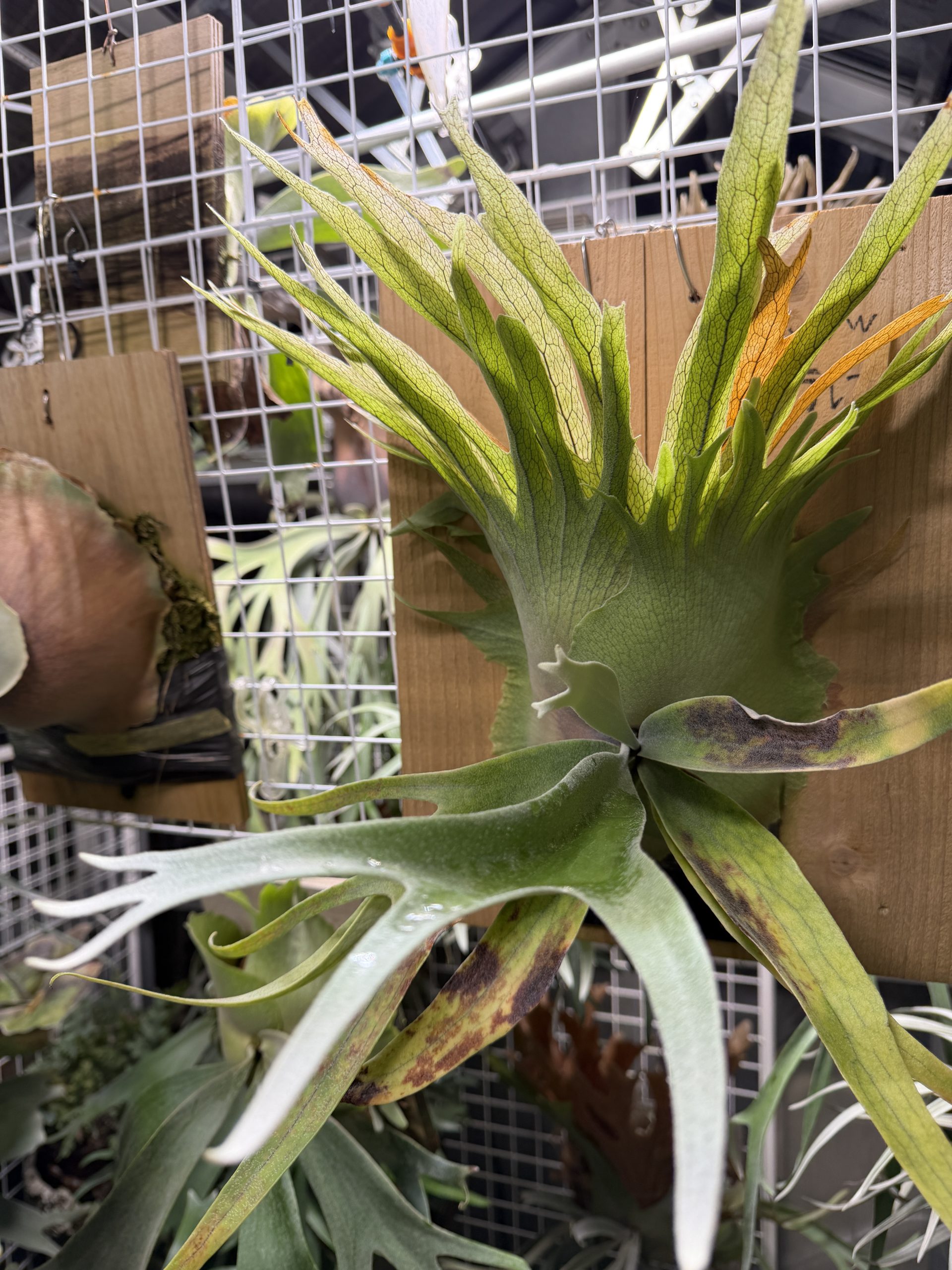 うに。が見たい。５