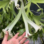 オニイカの分岐。