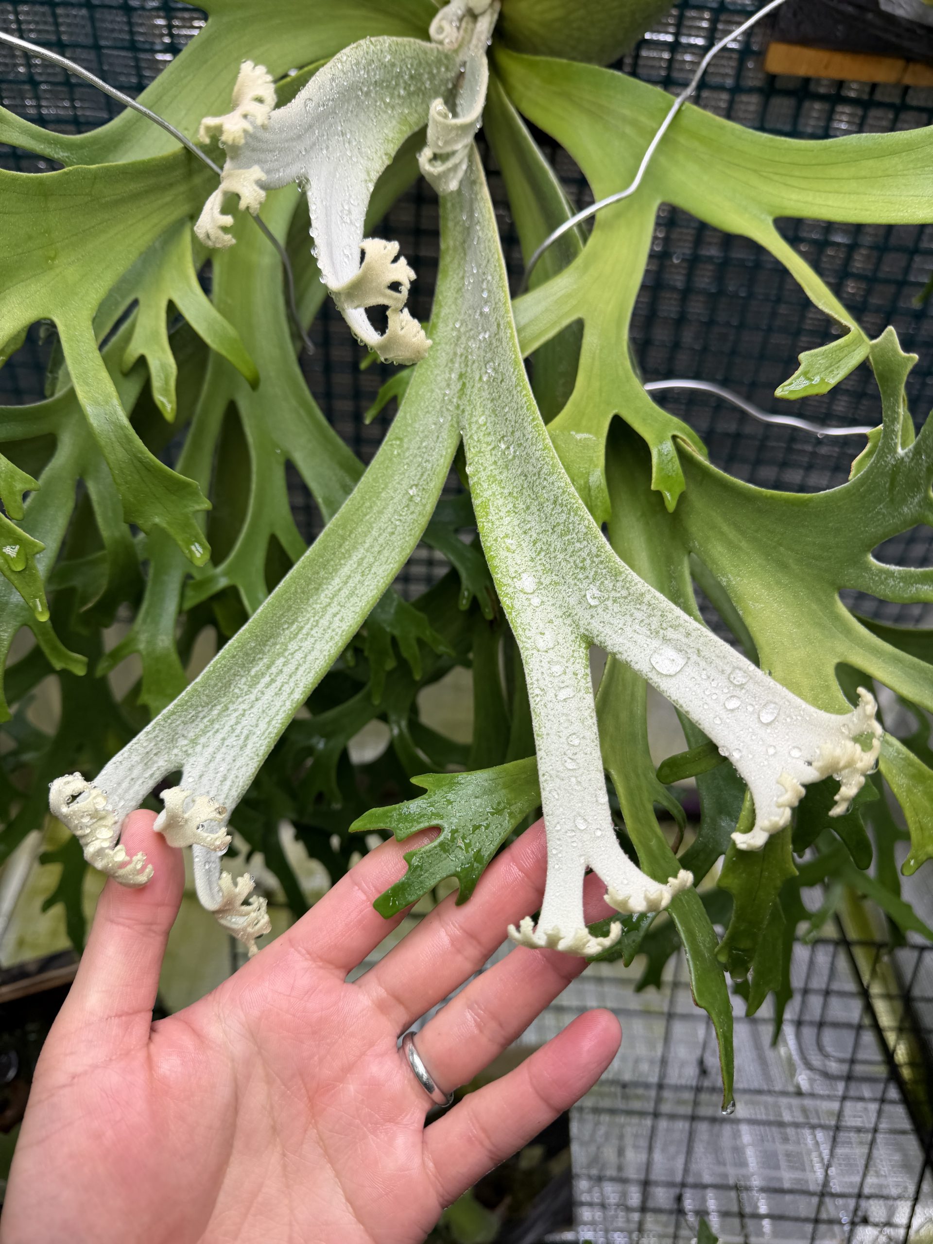 オニイカの分岐。