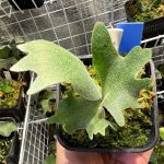 【極秘】willinckiiの変異初期を思い出す。【ねスポ】