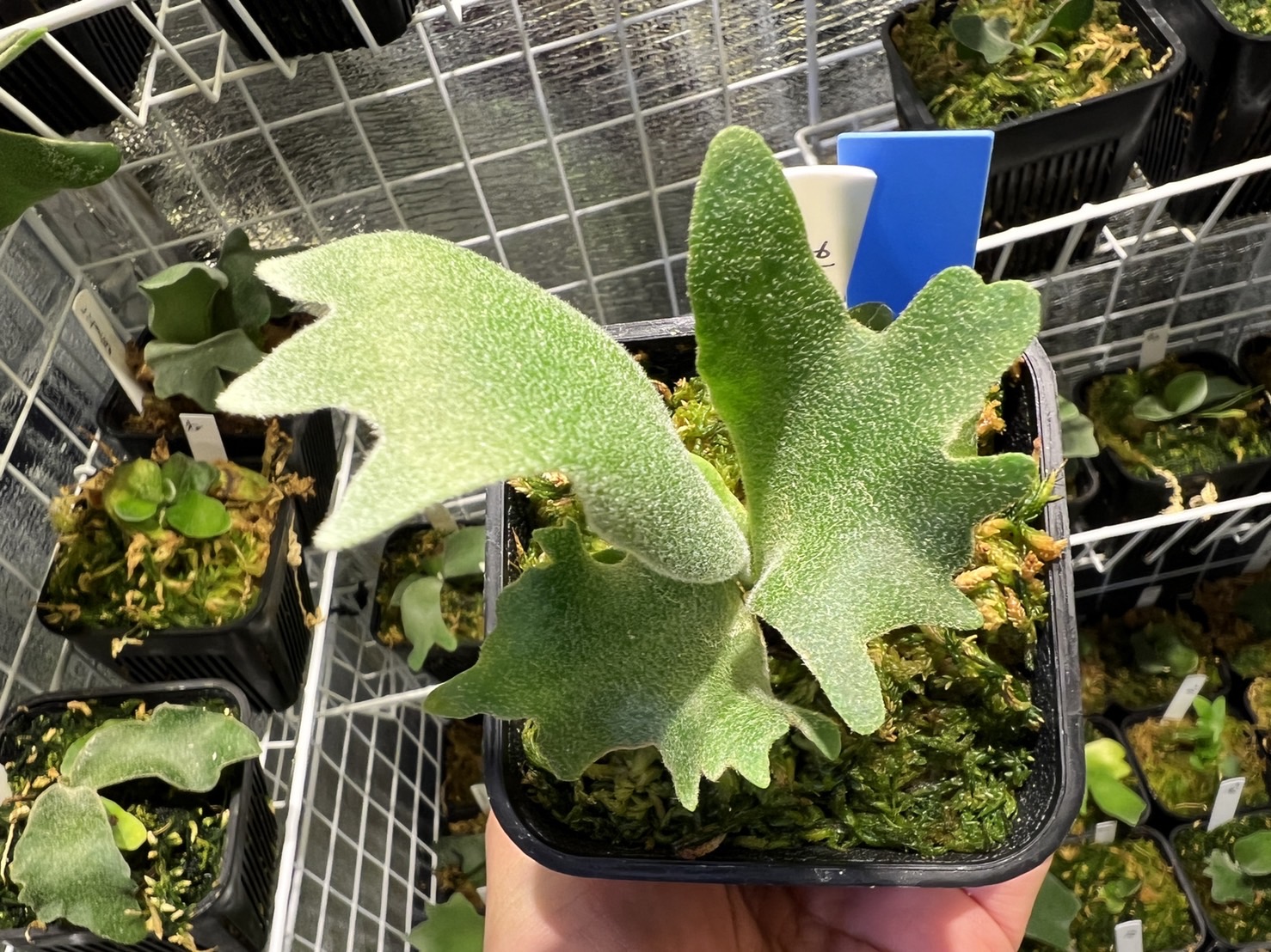 【極秘】willinckiiの変異初期を思い出す。【ねスポ】