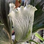 PANE1の分岐がえっぐい。５