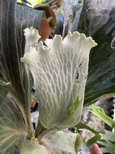 PANE1の分岐がえっぐい。５