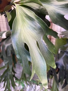 ヒリーは突然に。