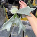 【WWVW】白い。よく見ると良いスジ。