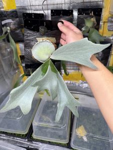 【WWVW】白い。よく見ると良いスジ。