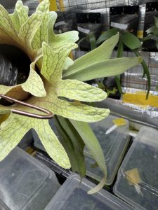 貯水葉の裏を見る。